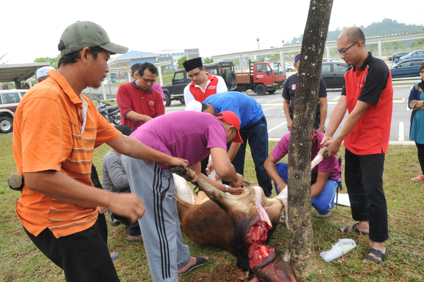 PRO15 150 KORBAN HAS 6812